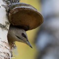 Harmaapäätikka pesäkolollaan