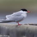 kalatiira, common tern,video