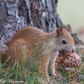 orava, squirrel, red squirrel, écureuil, Sciurus vulgaris, ekor