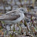 valkoviklo, common greenshank, tringa nebularia