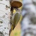 Harmaapäätikka pesäkolollaan