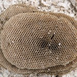 Suuri ampiaispesä, kennot ylhäältä päin kuvattuna