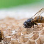 Pesään kuolleita ampiaisia kennostossa lähikuvassa