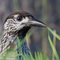 pähkinähakki, spotted nutcracker,portrait