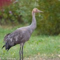 kurki, common crane, grue cendrée, grus grus, trana, Kranich, c