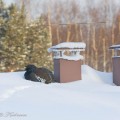 metso, capercaillie,ukkometso