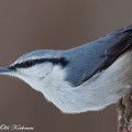 Eurasian nuthatch, Wood nuthatch, Sittelle torchepot, Kleiber, Nötväcka, Обыкновенный по́ползень