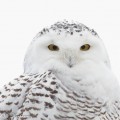 snowy wwl, tunturipöllö, bubo scandiacus, Harfang des neiges, schnee-eule, fjälluggla