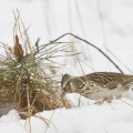 Kangaskiuru palaa lumen peittämälle pesälleen.