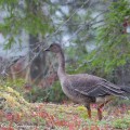 Metsähanhi metsässä maaruskan aikaan