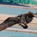 sääksi, kalasääski, osprey, fishing tow fish