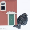 kottarainen,starling,talvi,winter,bird feeder