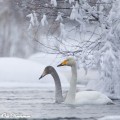 Laulujoutsenia Talvisella Tyyrinvirralla