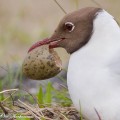 naurulokki, muna,munankuori