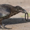 korppi leikkii, raven playing