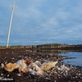 Sähkölankaan lentänyt laulujoutsen
