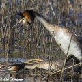 silkkiuikku, parittelu, great crested grebe, courtship, mating ritual