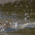 what is this bird diving into water