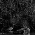 harmaahaikara,grey heron,héron cendré,gråhäger,graureiher