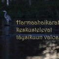 Harmaahaikara kuunvalossa