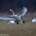 laulujoutsen,laskeutuu,whooper swan,landing