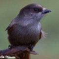 kuukkeli,perisoreus infaustus,siberian jay,mesangeai imitateur