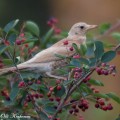 räkättirastas, fieldfare, grive litorne,