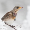 räkättirastas, fieldfare, grive litorne,