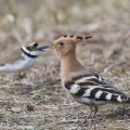 harjalintu, hoopoe, huppe fasciée, upupa epops, härfågel