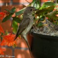 harmaasieppo, spotted flycatcher, gobemouche gris, muscicapa striata, grå flugsnappare, grauschnäpper