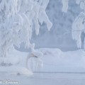 Laulujoutsen ja kuuran kuorruttamat puut