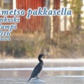 Merimetso talvipakkasella