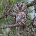 helmipöllö, Tengmalm's Owl, Chouette de Tengmalm, Aegolius funereus, Pärluggla, Rauhfußkauz