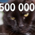 Siiri -kissan kehräystä kuunneltu yli 500000 kertaa!