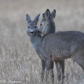 Metsäkauris nuolee hellästi kumppaniaan