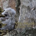 viirupöllö,poikanen