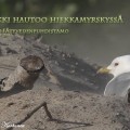 kalalokki, hiekkamyrsky,common gull sandstorm