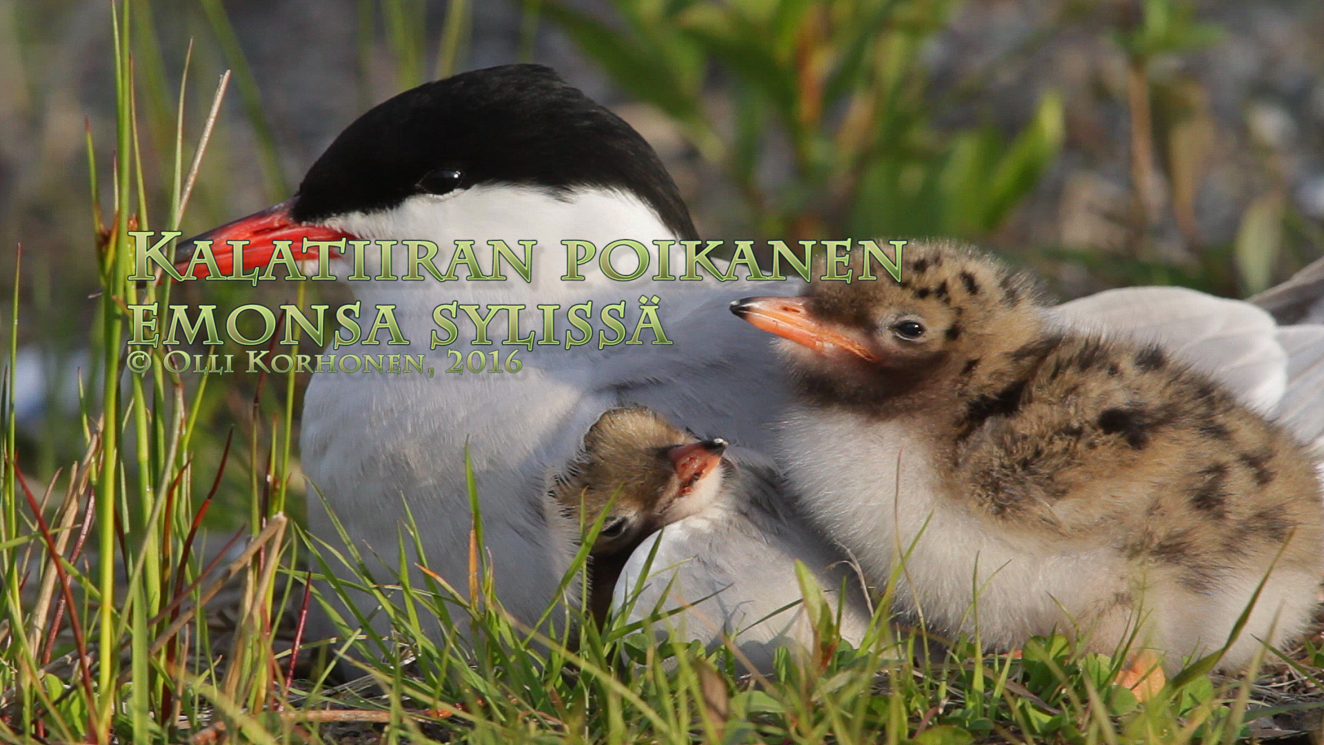 nuori musta poikasen