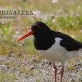 meriharakka,eurasian oystercatcher,huîtrier pie,austernfischer