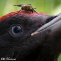 palokärki,paarma,black woodpecker,horse fly