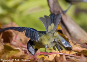 Sinitiainen, blue tit