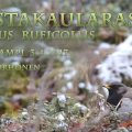 Mustakaularastas, Black-throated Thrush, Turdus atrogularis, Rotkehldrossel, Grive à gorge rousse