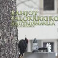 palokärki,hautausmaalla,hauska lintuvideo