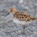 calidris minuta, pikkusirri,little stint,zwergstrandläufer,bécasseau minute,småsnäppa