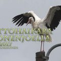 ciconia ciconia,kattohaikara,white stork,cigogne blanche,weißstorch