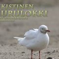 mouette rieuse,leucistique,black-headed gull,leucistic,naurulokki,leukistinen