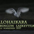 jalohaikara,ardea alba,tyyrinvirta,rautalampi