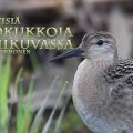 suokukko,videokuvaus,lähikuvaus