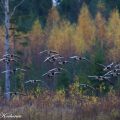 valkoposkihanhi,ruska,syysmuutto,parvi,lentää