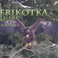 merikotka,white-tailed eagle,seeadler,Havsörn